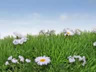 focus on flowers not weeds